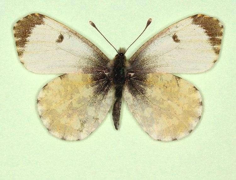 Anthocharis cardamines female (aberrant form ochrea) (Internet Image property of respective owner, non-commercial use only)
